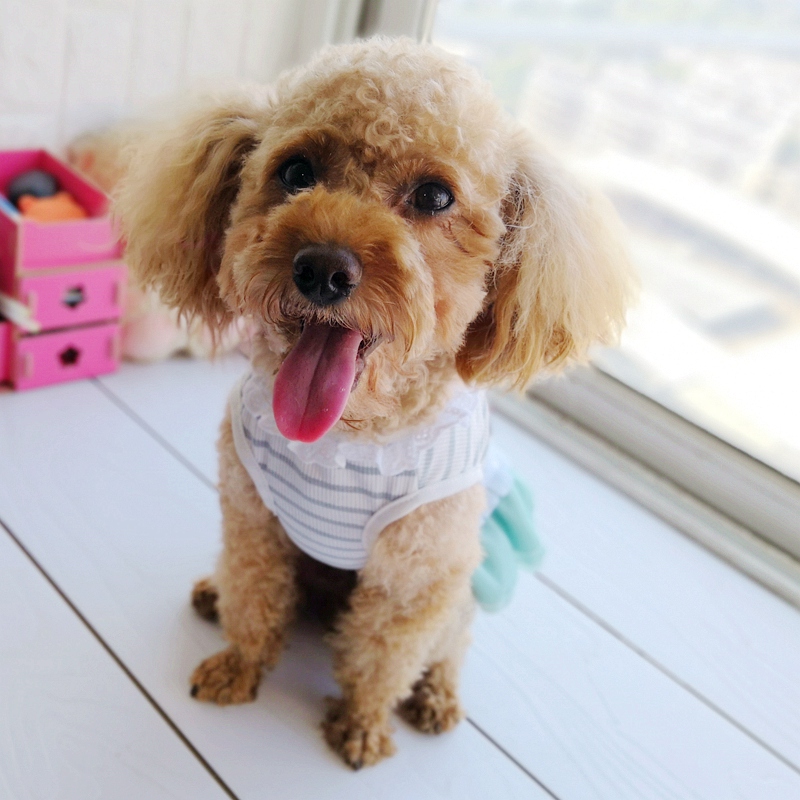 Vestido de Mascota para perros - Baby Products On Sale reseña y precio